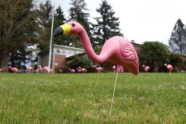 What Do Flamingos Mean In An RV Park?